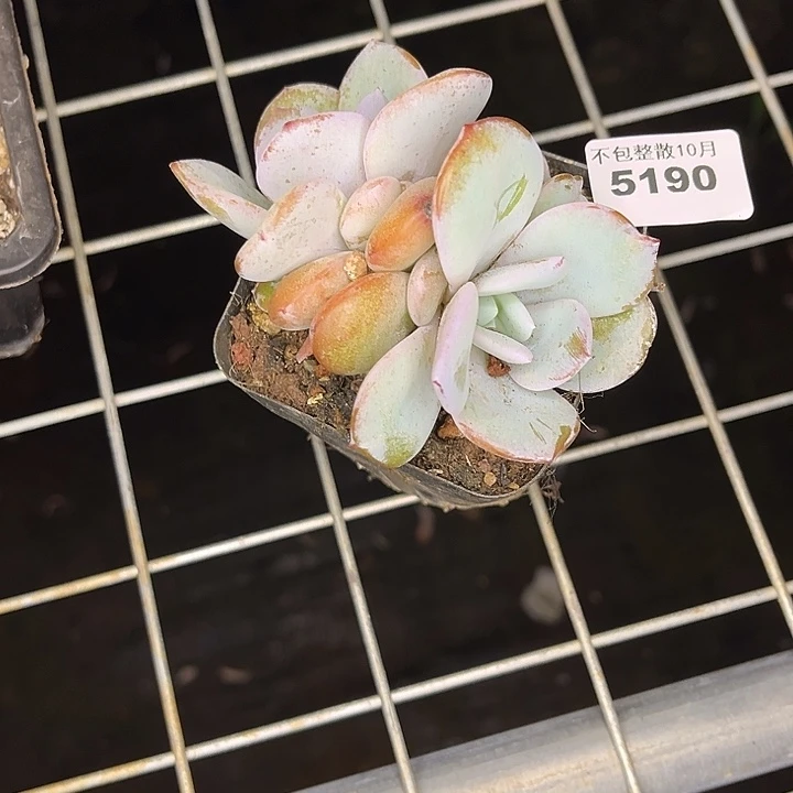 阿雅园艺。      5190奶茶