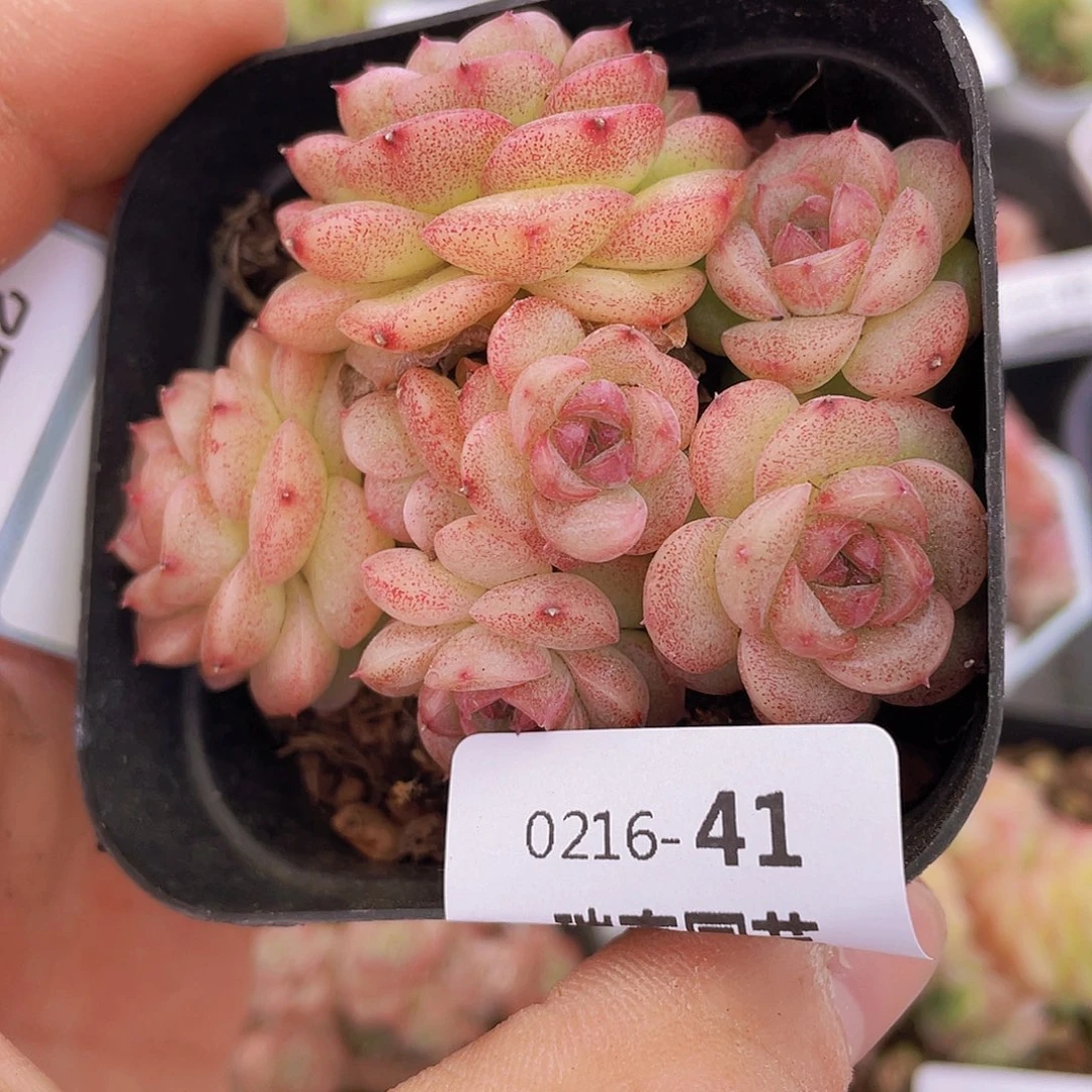 0000000000041一物一拍