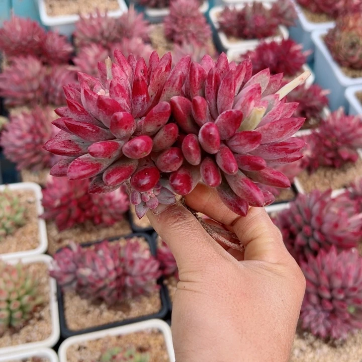 精品多肉植物老桩