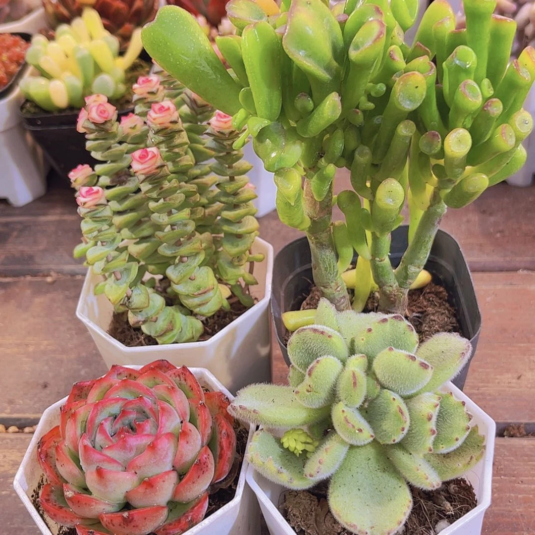 吸财树➕侧影➕熊童子➕钱串锦