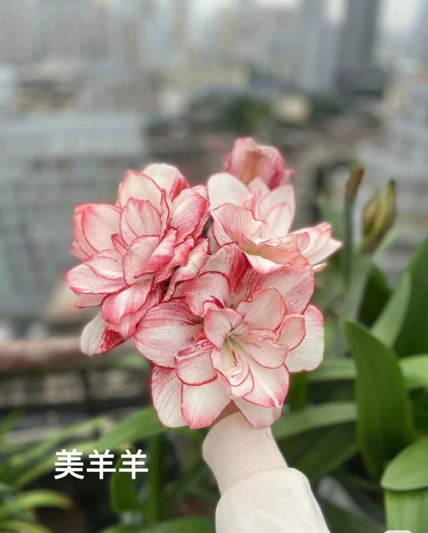 台朱系列朱顶红大花重瓣包对版