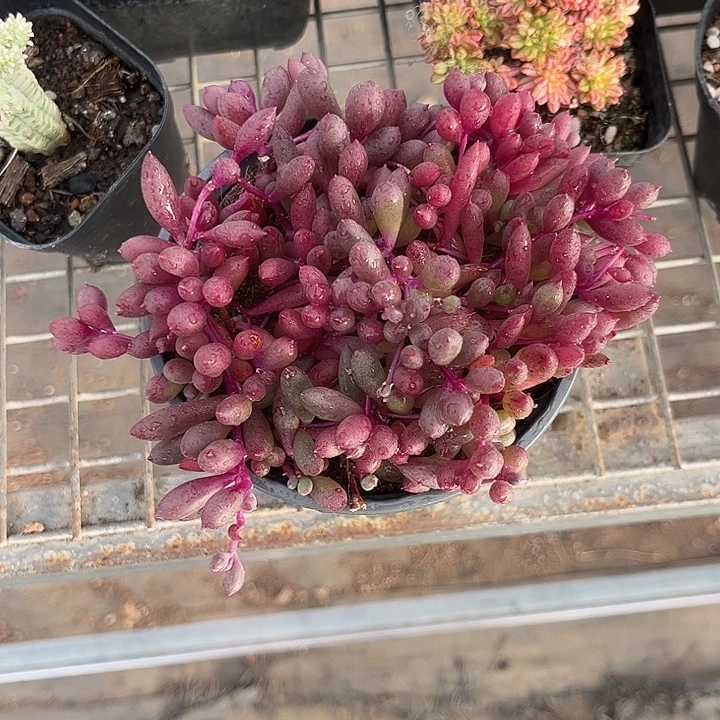 এ****我也不知道我为什么要这样