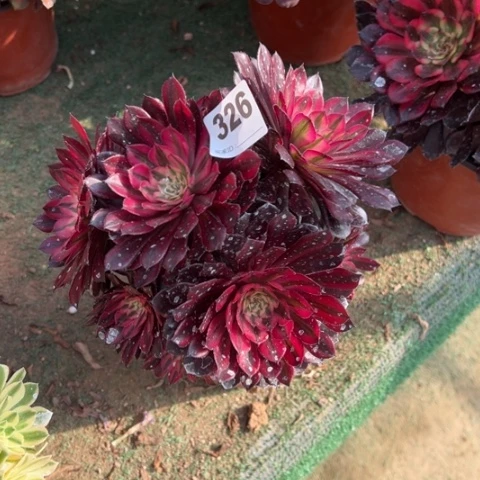 渝*326黑铜锦多肉，