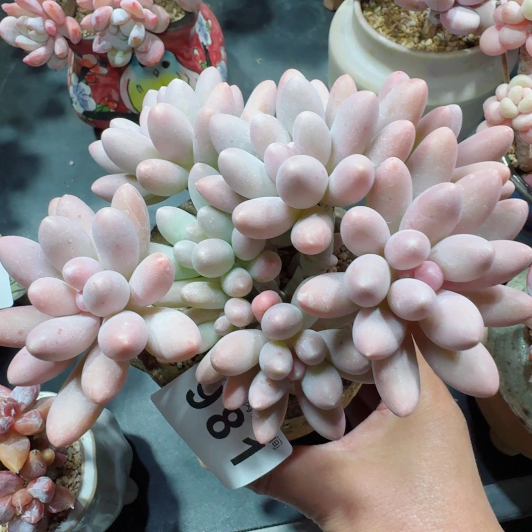 汤圆群生整装无砍      愿你一路坦途，乘风破浪展宏图