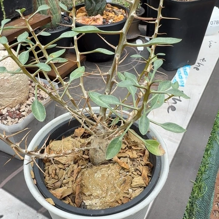观峰玉677 仙人球