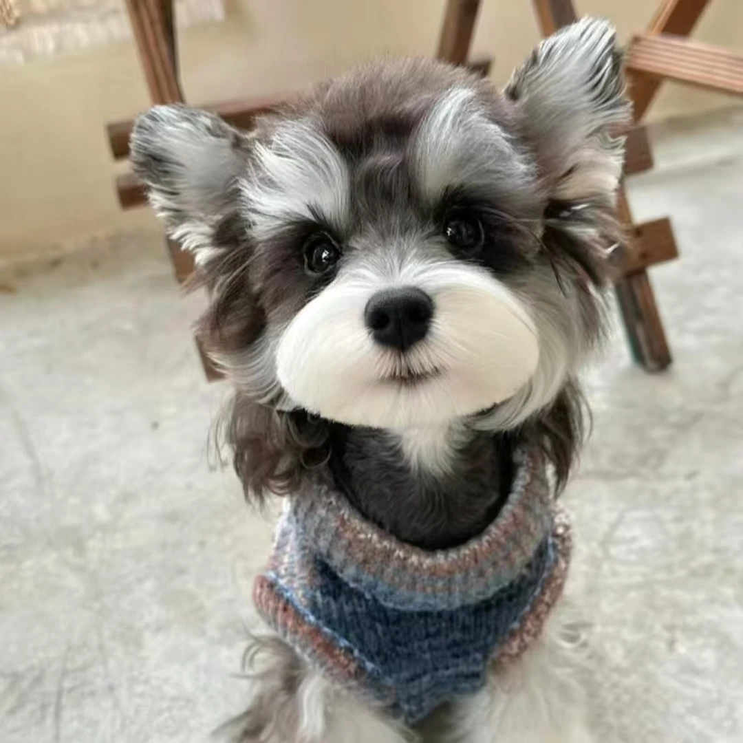 【全宠爱】精品宠物西高地比熊约克夏雪纳瑞泰迪马尔济斯柴犬宠物狗