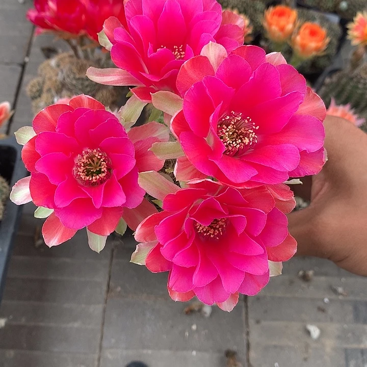 5141 侧芽自根丽花6厘米盆 球体缺水