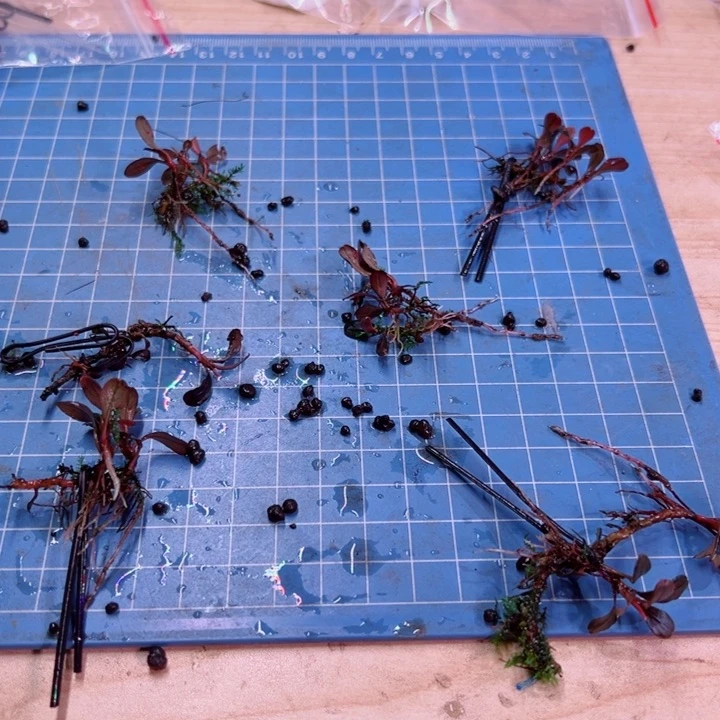 辣椒榕福利草堂圆