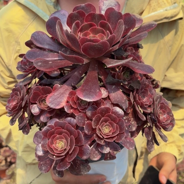 爱神多肉植物不包断枝多肉10