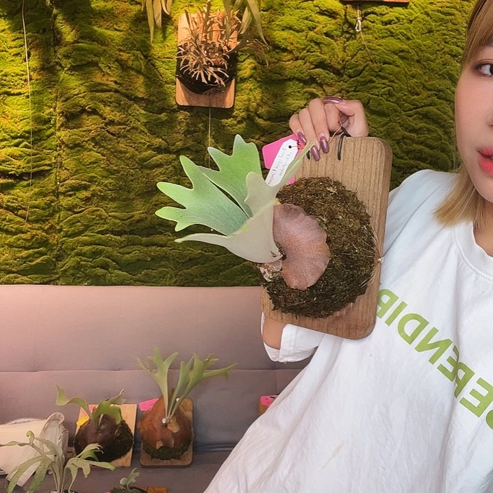 不开花植物tonkla 三混