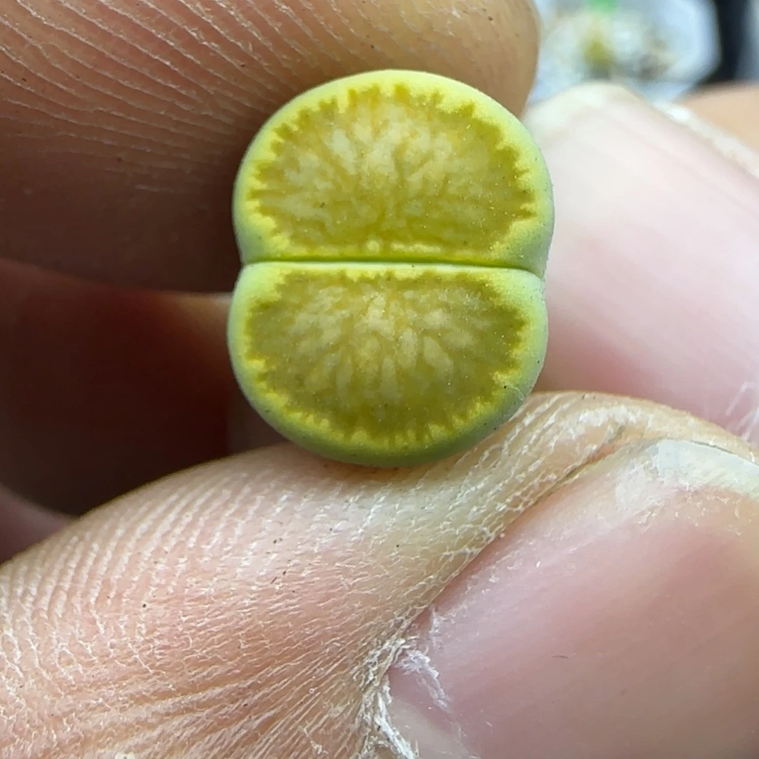 437 生石花大棚直播