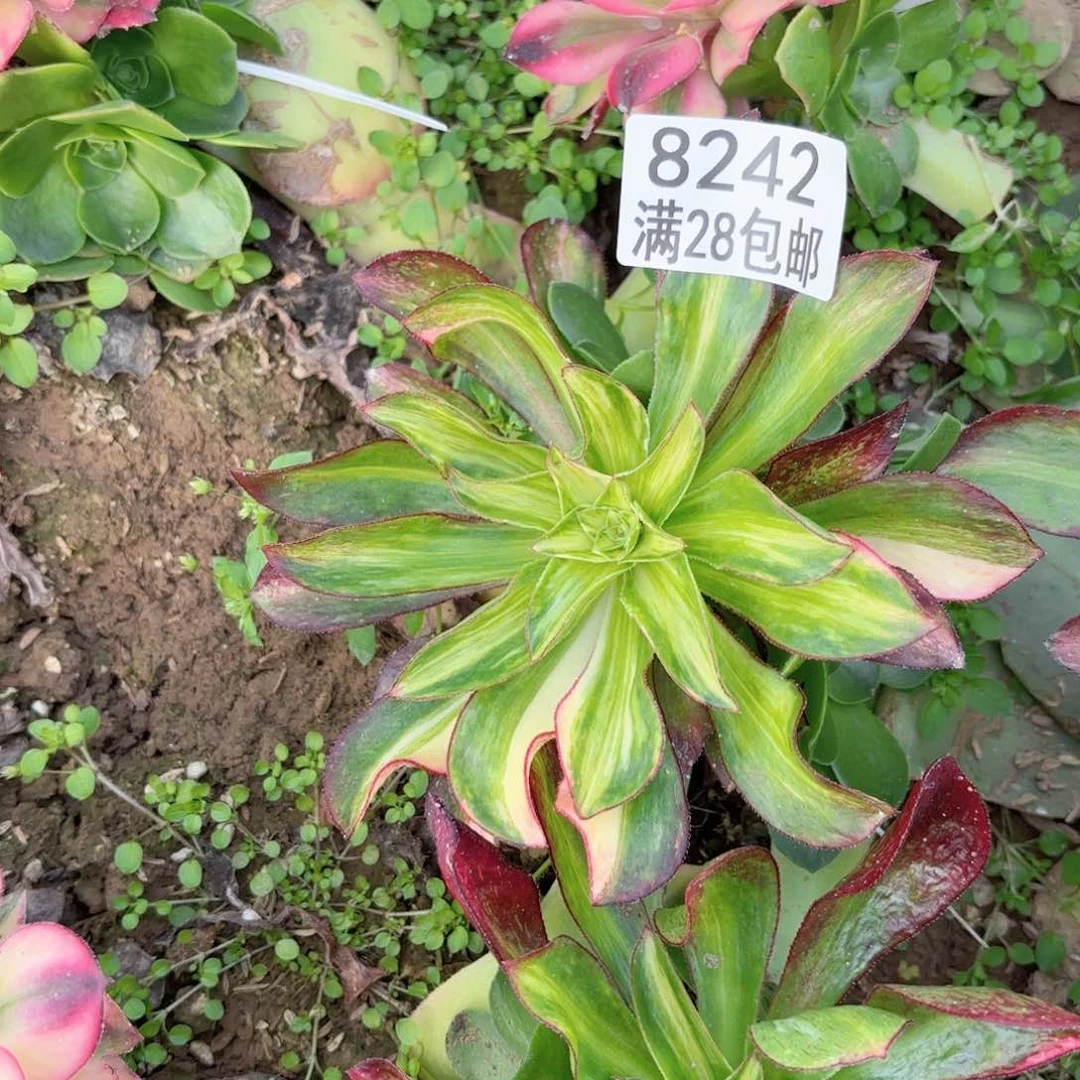 G. 8242魅影斑点彩多肉