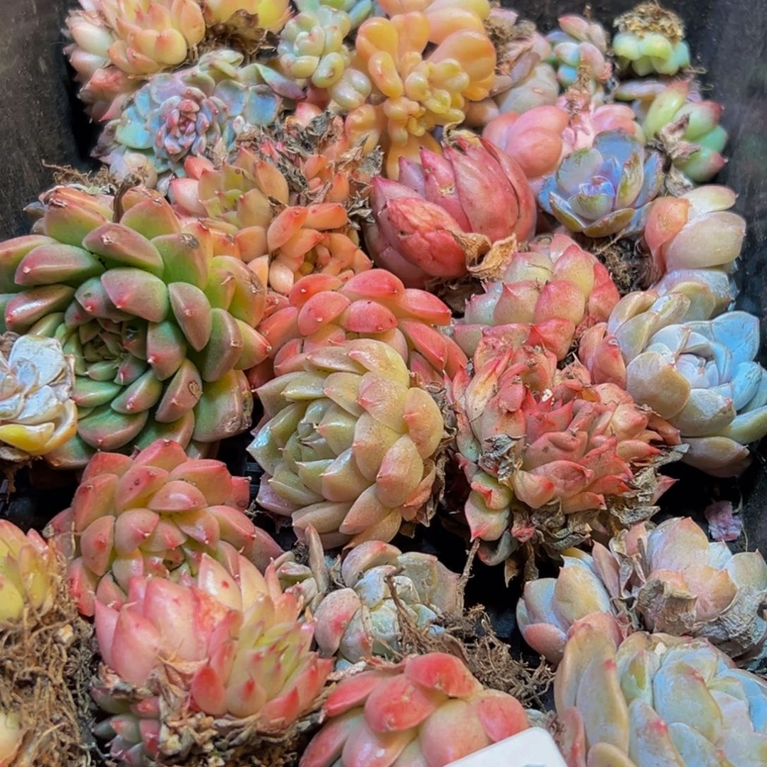 887多肉葡萄领导人的接见