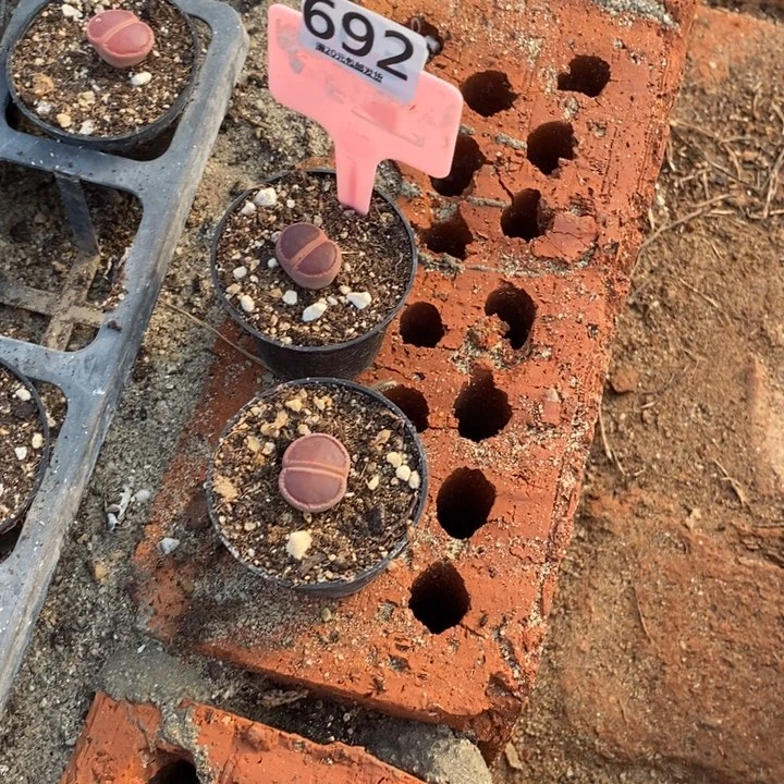 c***生石花等植物的生长692