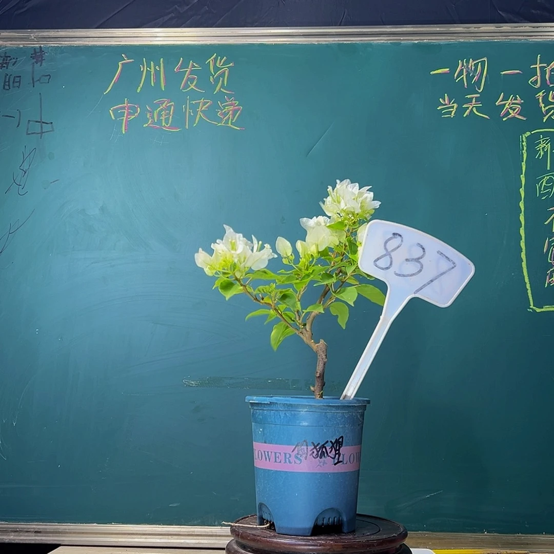 当前无花栽培后可以开花下播 白狐狸 837