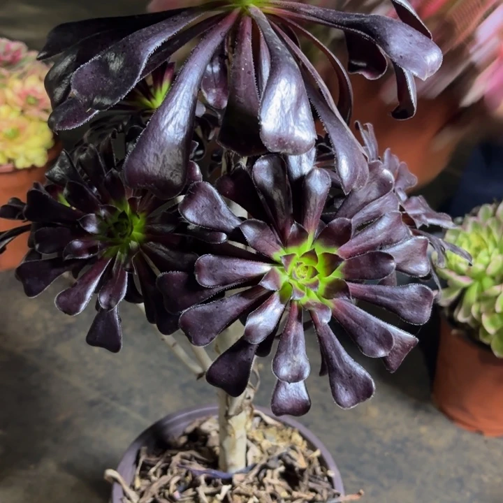 瑞妈，，。。。。。。544，魔法