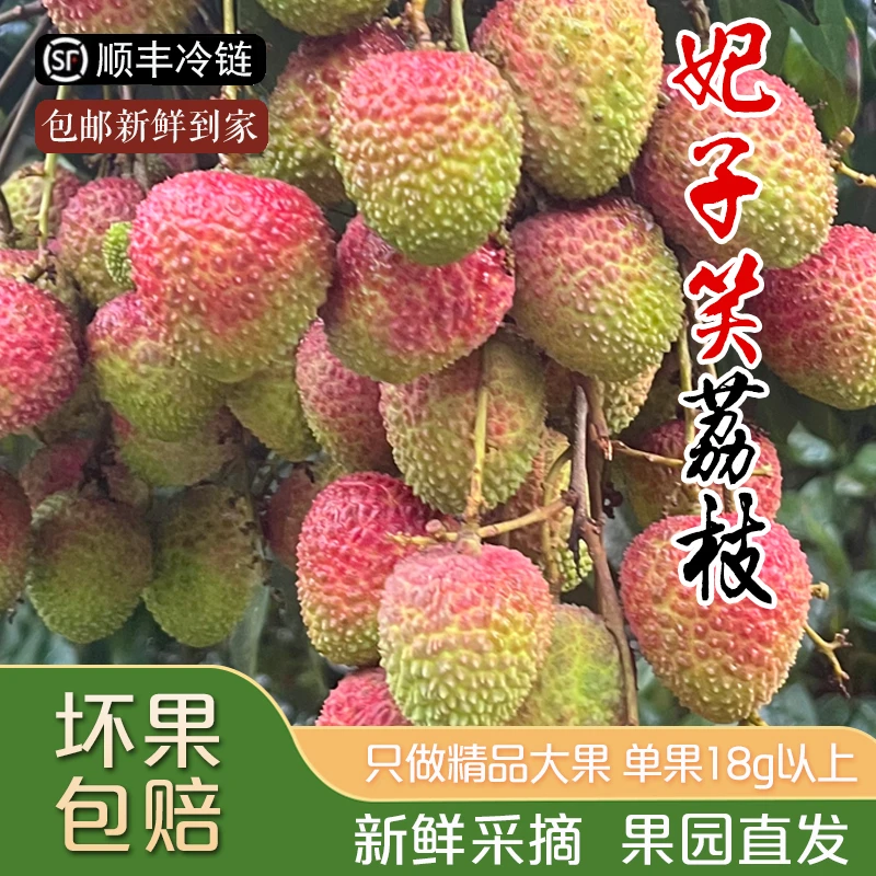 全爸农产品【顺丰冷链】广东妃子笑荔枝头茬鲜果新鲜现摘现发