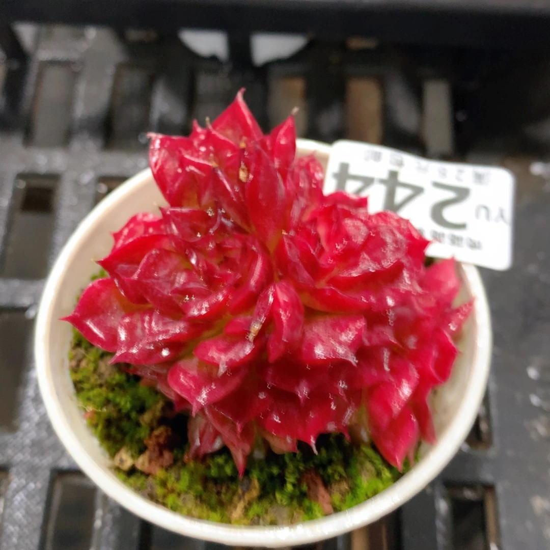 肉萌萌拇指盆精控多肉YU244