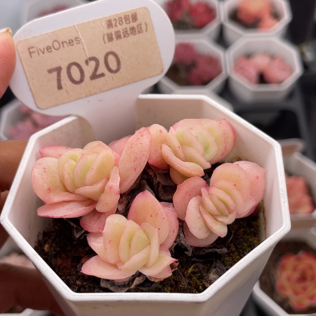 冰玫瑰7020-6.0厘米