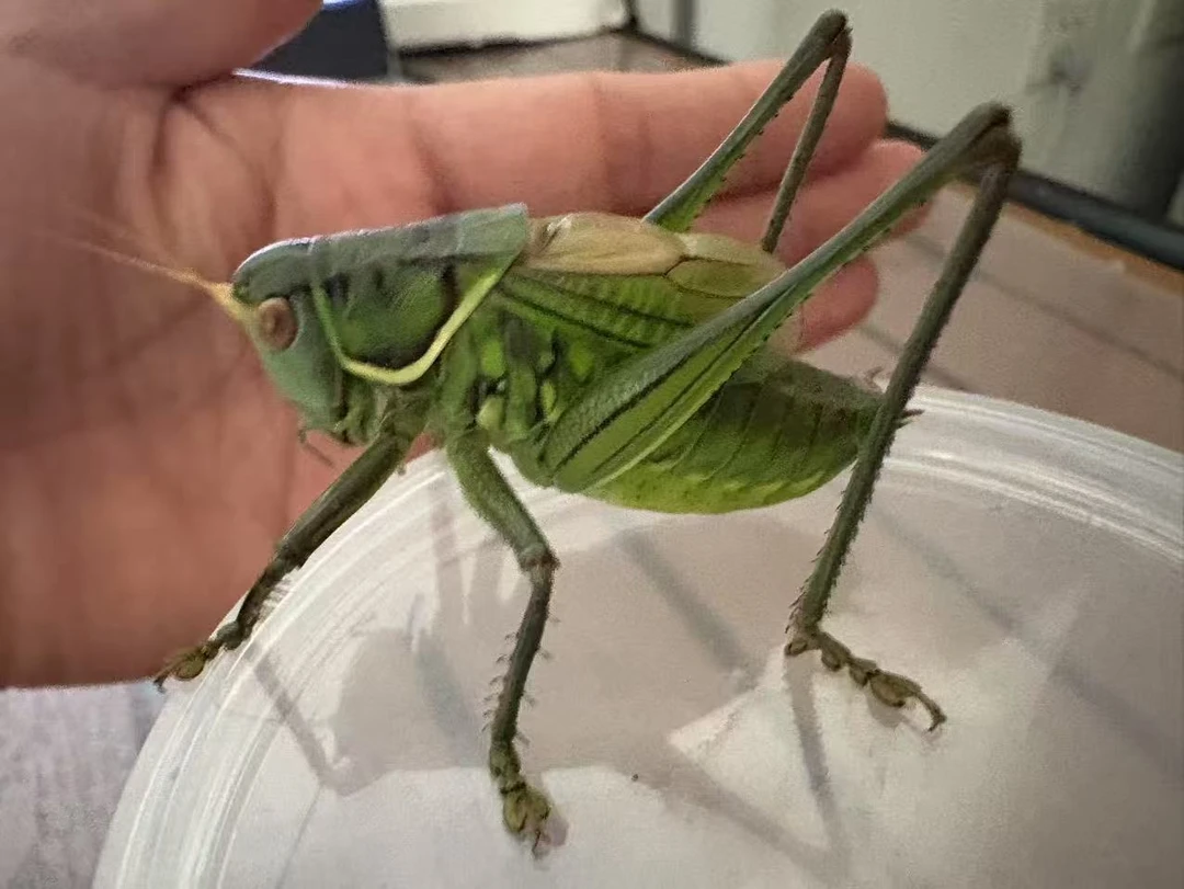 野生山青绿蝈蝈（包残不包须）