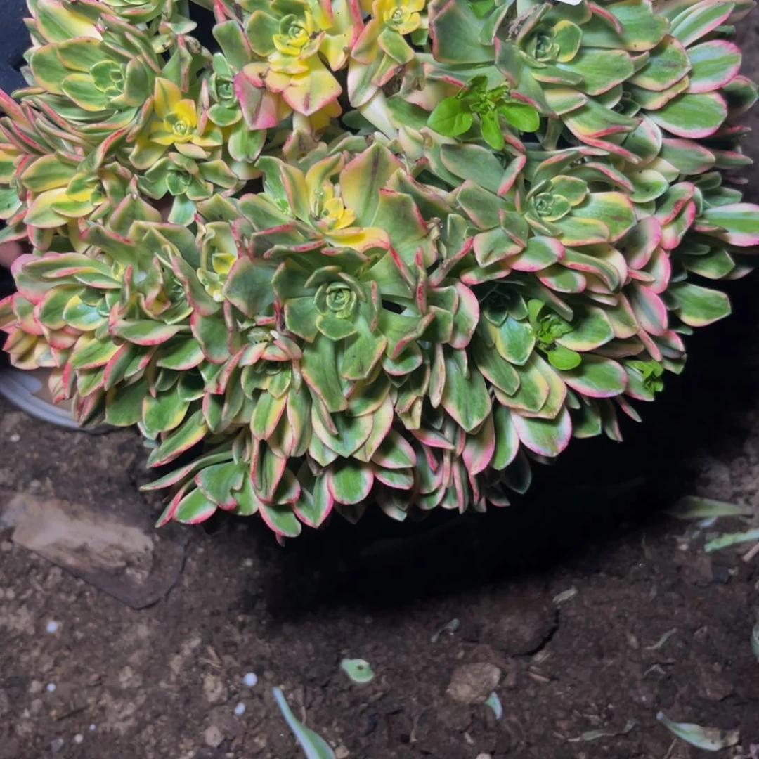 332多肉植物一物一拍