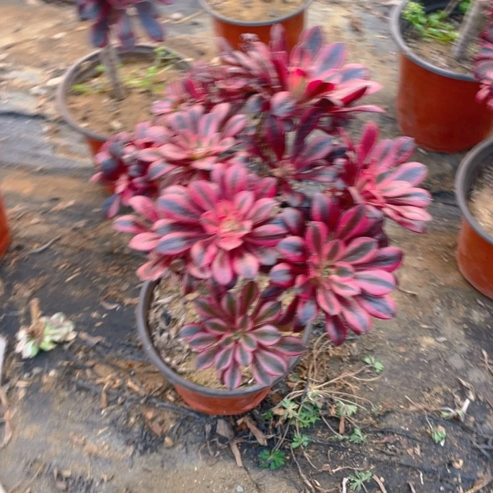 589香断枝法师多肉断枝不售后