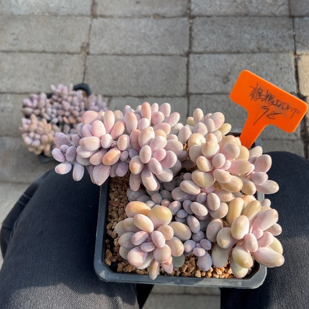 根***的蛋黄奶1111111111111