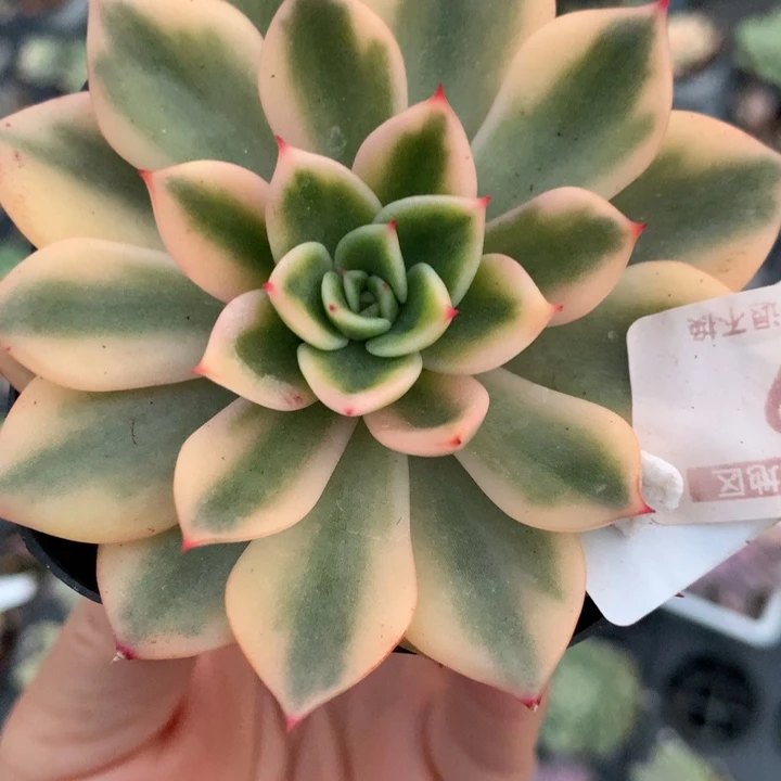 无花朵黄金朱比利