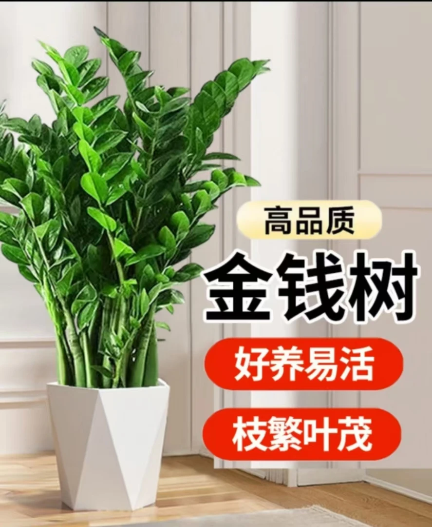 金钱树60-70cm高绿植客厅盆栽乔迁开业送礼居家首选室内四季常青
