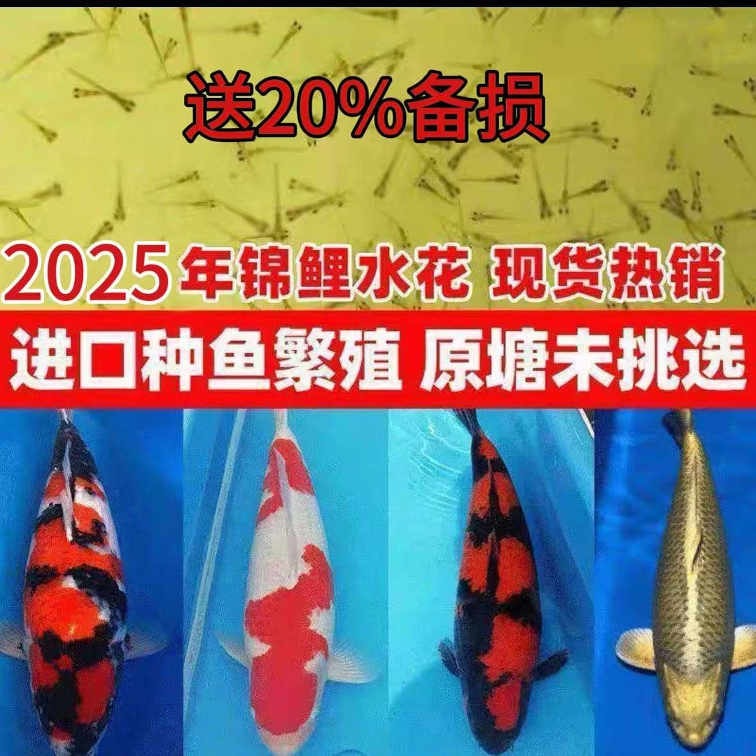 纯种日本锦鲤水花鱼苗活体红白大正三色昭和锦鲤丹顶绯写小鱼苗