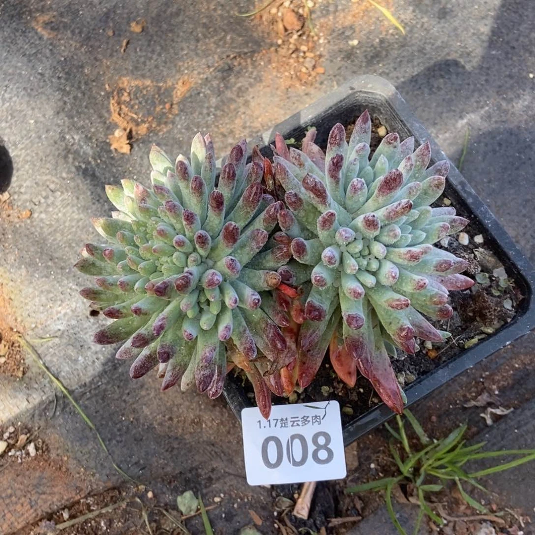 008白姆朵朵多肉植物