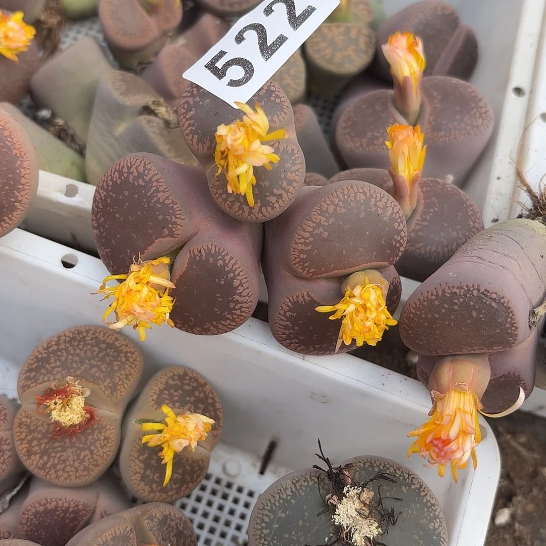 生石花一物一拍3头522