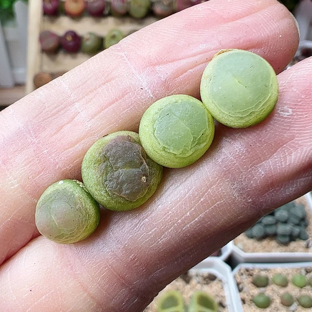 拉登福利一手2年