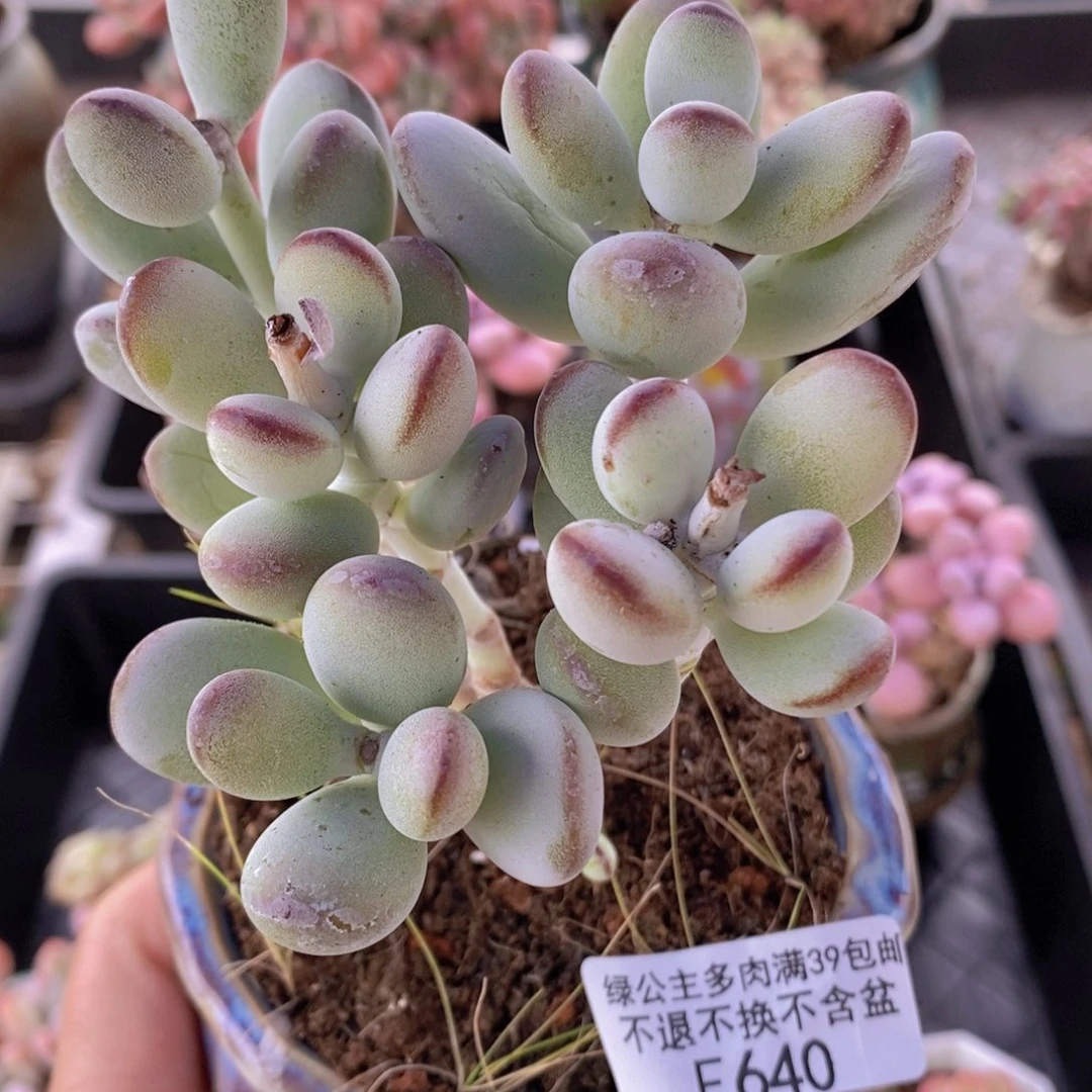 乒乓福娘老桩7cm640多肉植物