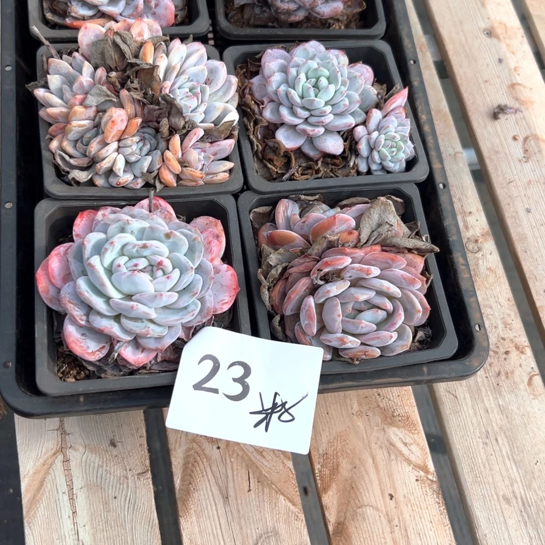 白**儿23-（感谢感谢哥哥好好