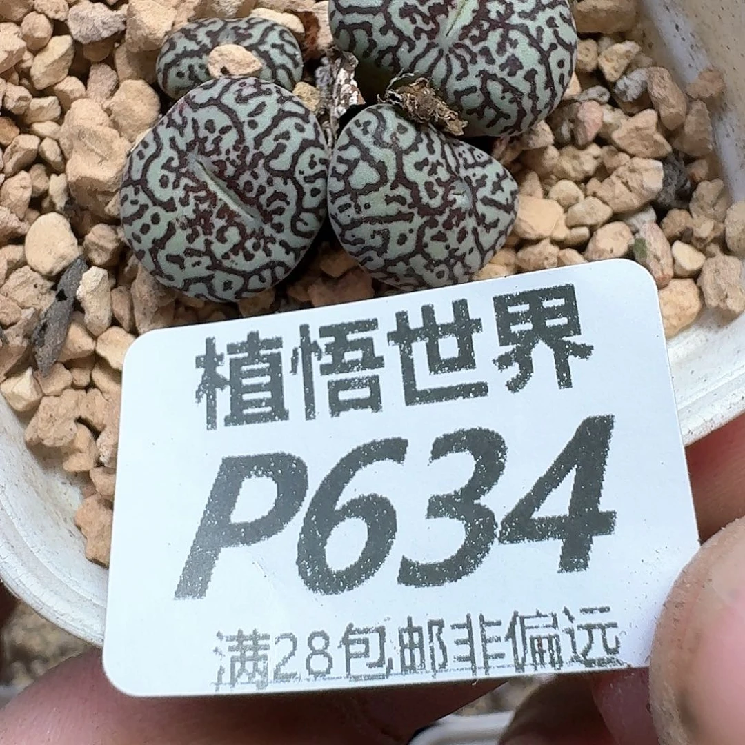 多肉植物的润泽的多