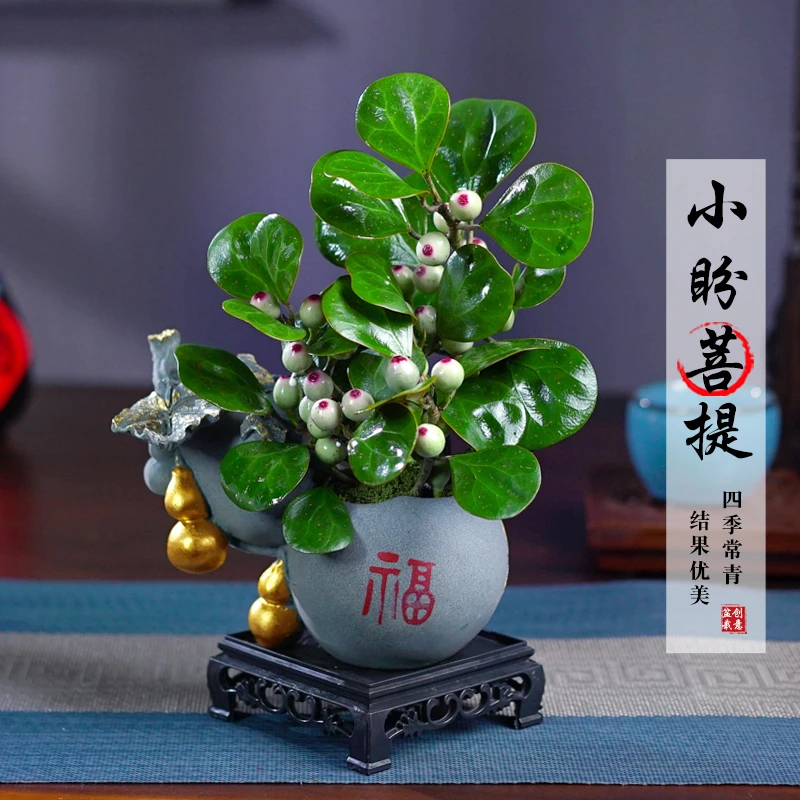 小盼菩提树带果盆景植物四季常青室内盆栽禅意摆件办公室客厅桌面