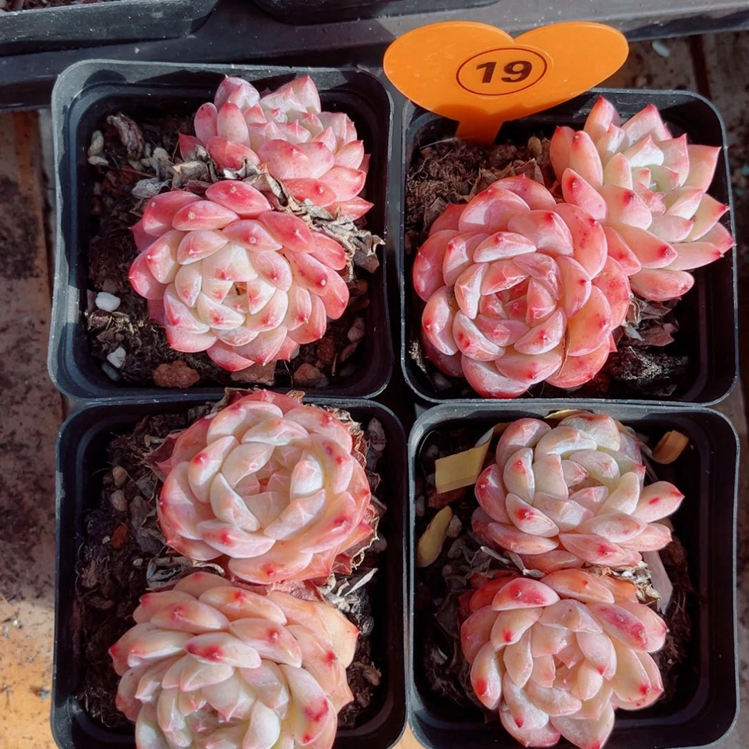 19号小老桩糖钻双头4颗组合