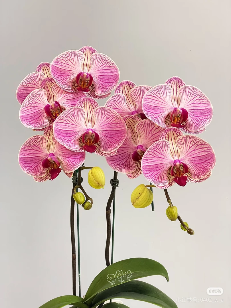 旋律蝴蝶兰观花植物苗【3.5寸杯】密实的网文艳丽的搭色(包邮