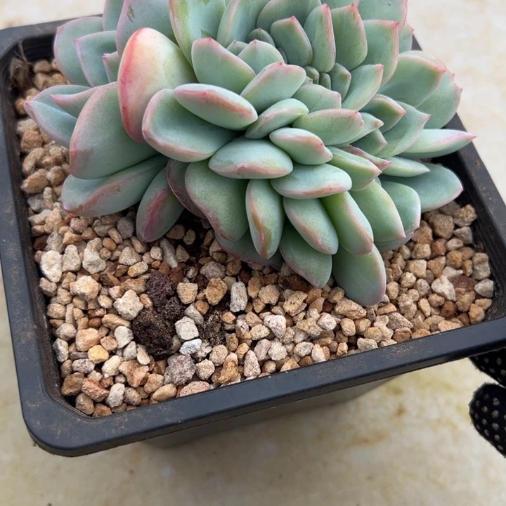 妮***肉妮的肉肉泡芙缀化定价