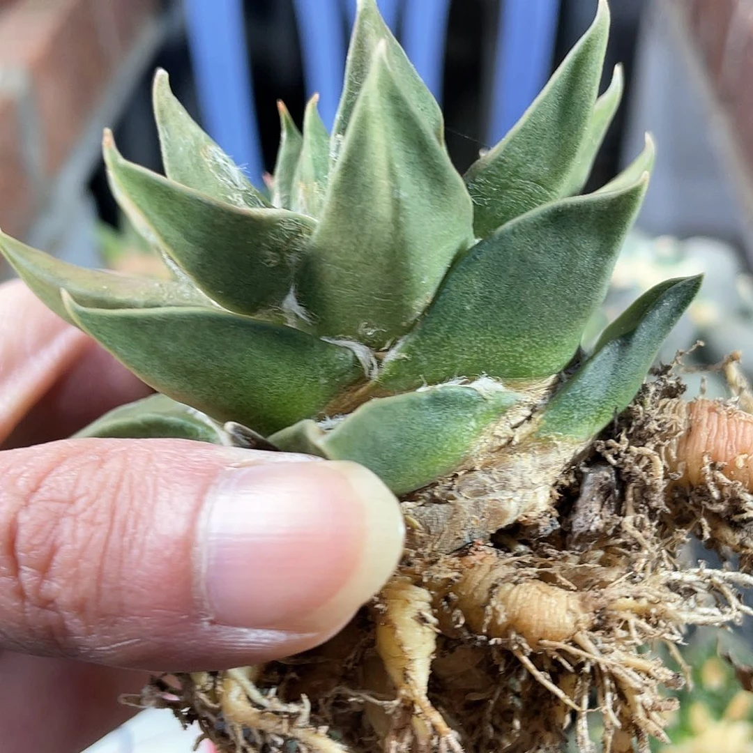 9号自根龙牙牡丹萝卜根