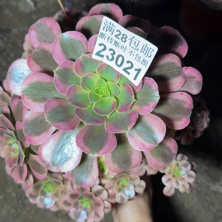 23021美杜莎多肉植物