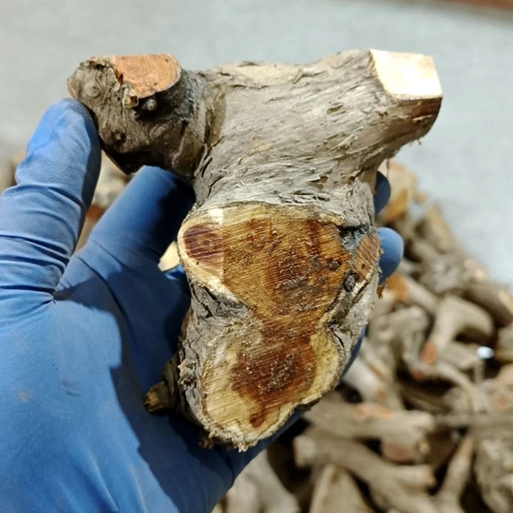 可***.香榧木崖柏随行毛料毛料毛料