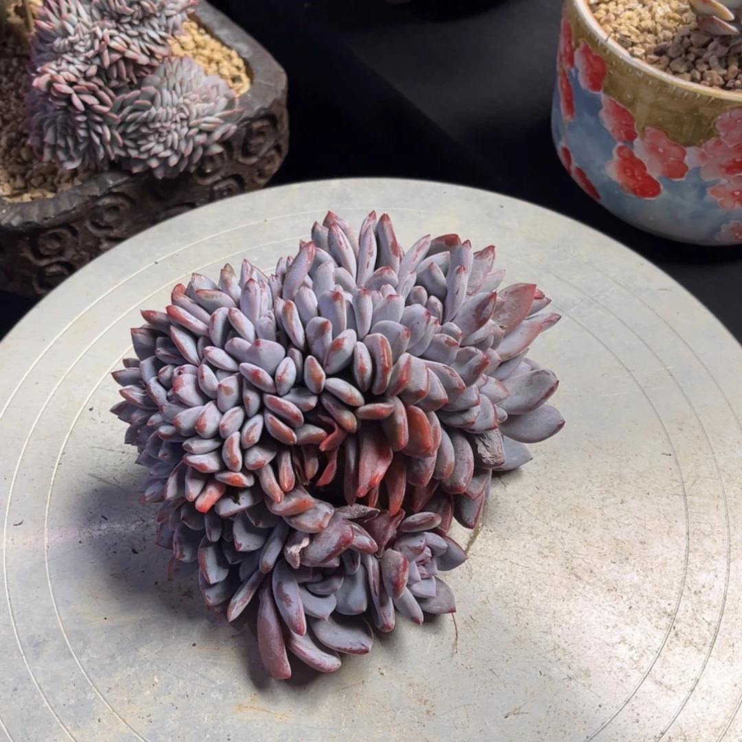 9***生95姐姐的雪天使树