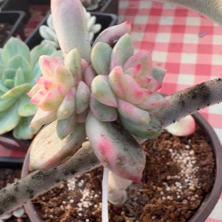 冰月亮锦一物一拍