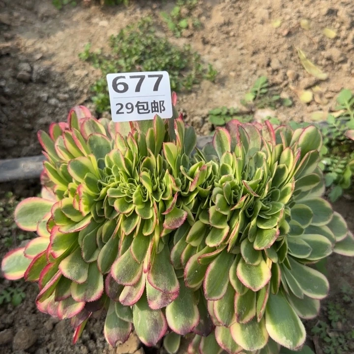 奶白缀……多肉植物的