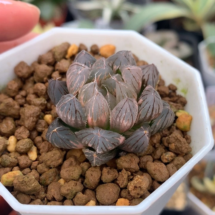霓虹灯玉露锦，带盆发货