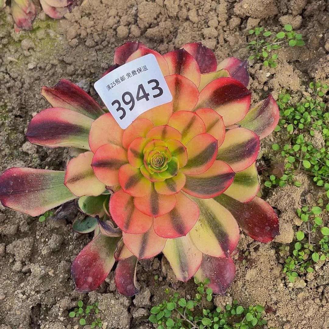 3943火狐多肉植物