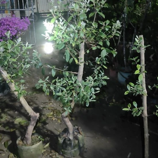 无花朵桃金娘一物一拍238