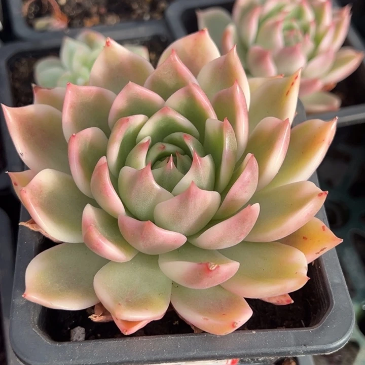 灵魂锦一物一拍锦龙